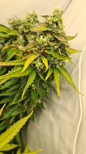 Growreport Bild 13