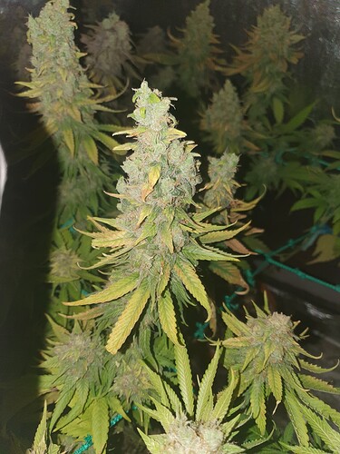 Growreport Bild 9