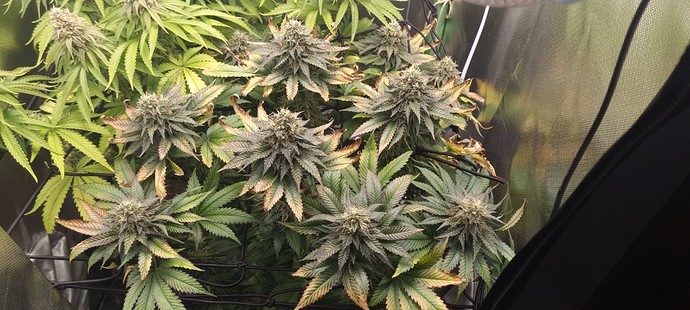 Growreport Bild 3
