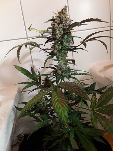 Growreport Bild 2