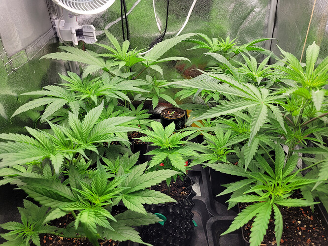 Growreport Bild 6