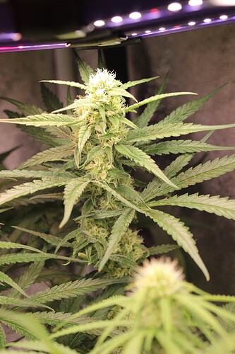 Growreport Bild 14
