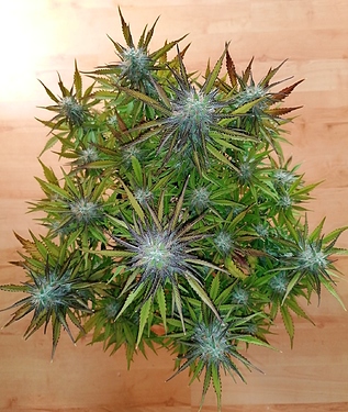 IMG_20201214_105113~01~01