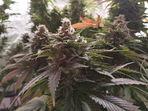 Growreport Bild 8