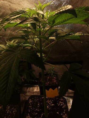 Growreport Bild 24