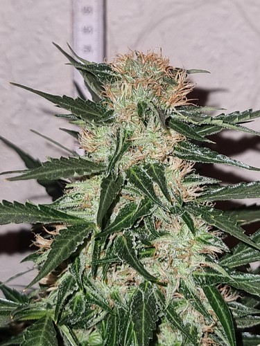 Growreport Bild 3