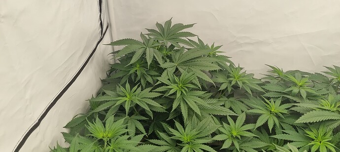 Growreport Bild 4