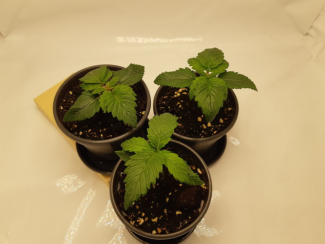 Growreport Bild 1