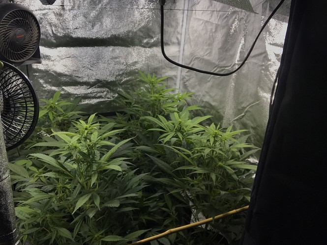 Growreport Bild 8