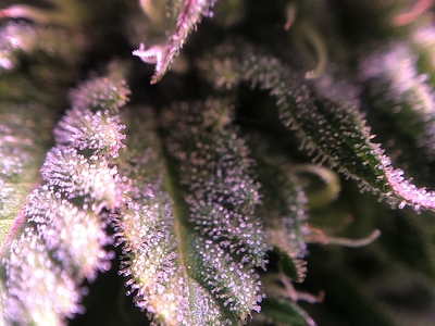 Growreport Bild 25