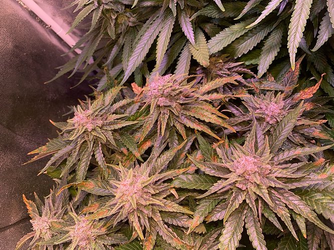 Growreport Bild 43