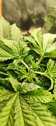 Growreport Bild 8