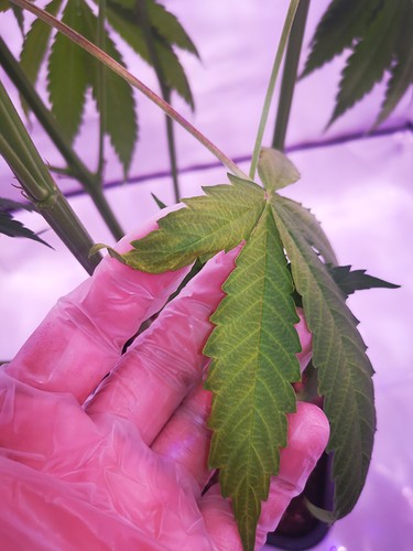 Growreport Bild 5