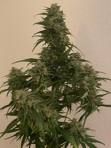 Growreport Bild 7