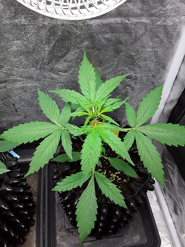 Growreport Bild 3