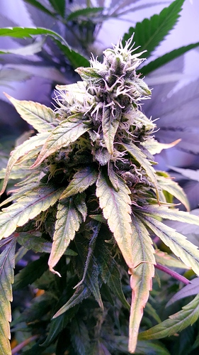 gruppe_die frühreife