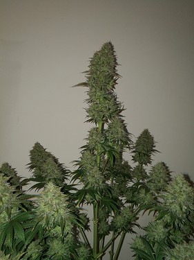 Growreport Bild 11