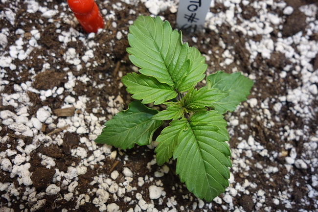 Growreport Bild 14