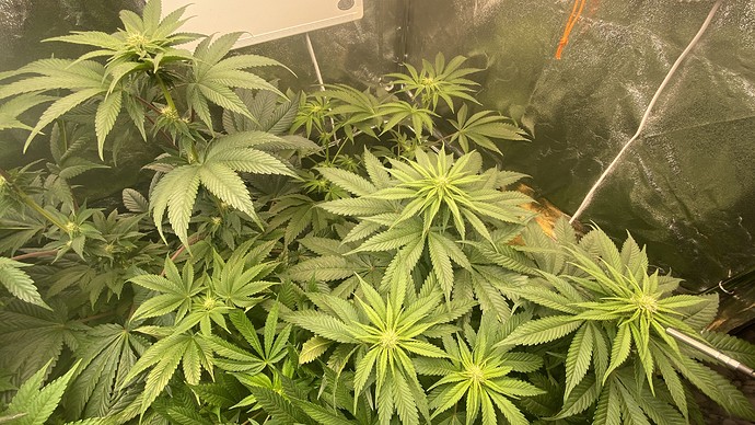 Growreport Bild 3