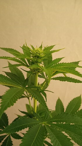 Growreport Bild 36