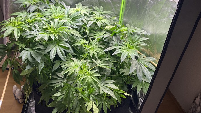 Growreport Bild 3