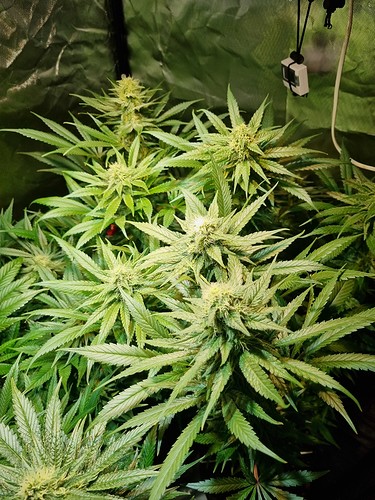 Growreport Bild 24