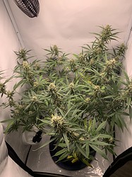 Growreport Bild 24