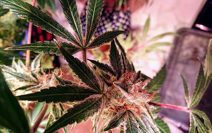 Growreport Bild 6