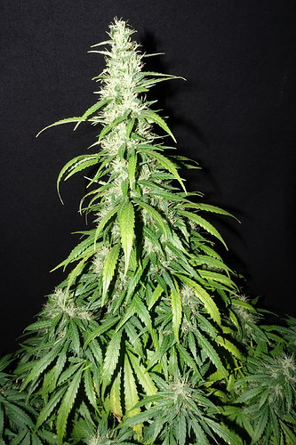 Growreport Bild 8