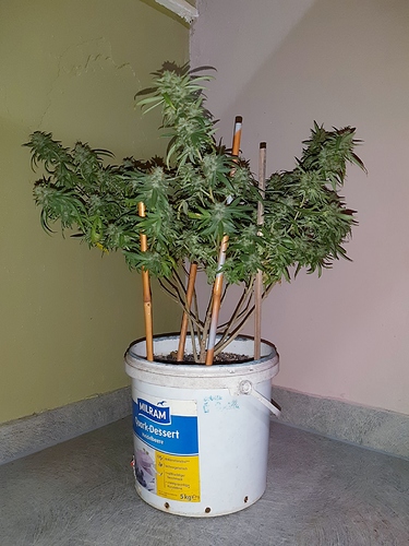 Growreport Bild 1