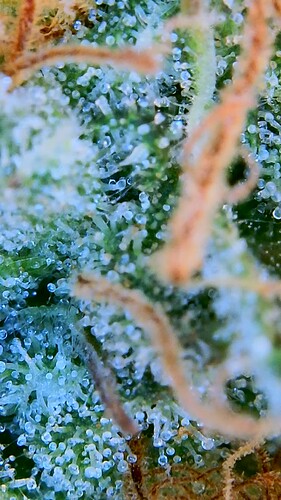Growreport Bild 4