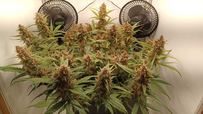 Growreport Bild 1