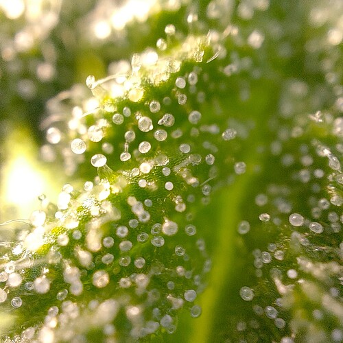 Growreport Bild 4