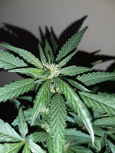 Growreport Bild 15
