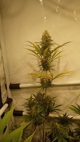 Growreport Bild 1