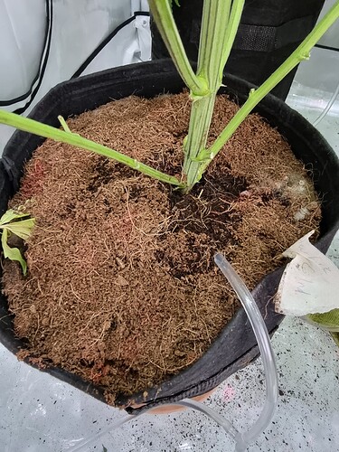 Growreport Bild 117