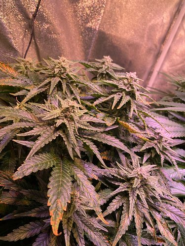 Growreport Bild 9