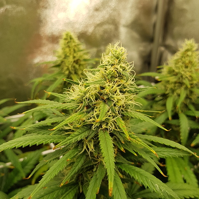 Growreport Bild 2