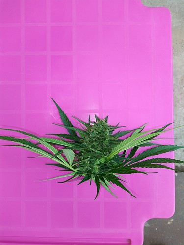 Growreport Bild 2