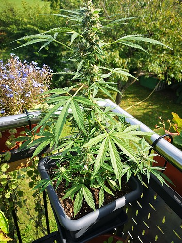 Growreport Bild 1