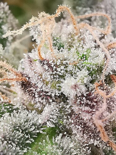 Growreport Bild 40