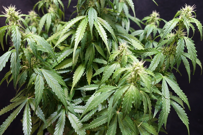 Growreport Bild 4