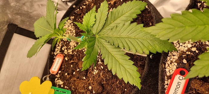 Growreport Bild 21