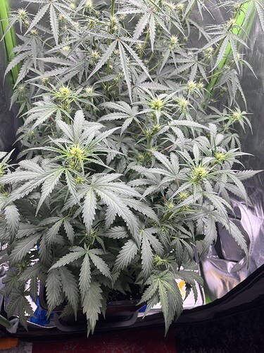 Growreport Bild 2