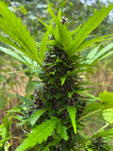 Growreport Bild 5