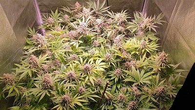 Growreport Bild 1
