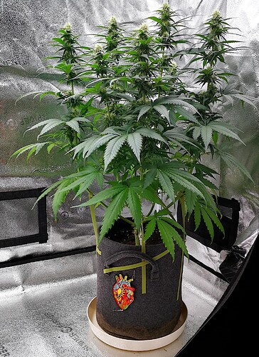 Growreport Bild 3