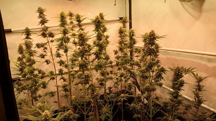 Growreport Bild 42