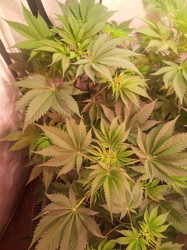 Growreport Bild 44