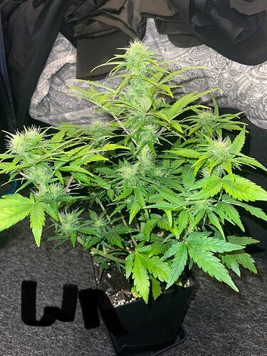 Growreport Bild 13